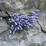 And Cerkovnik Bohinji-tó