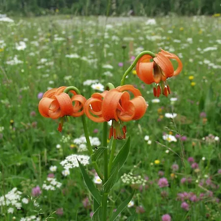 Gæstehus And Cerkovnik