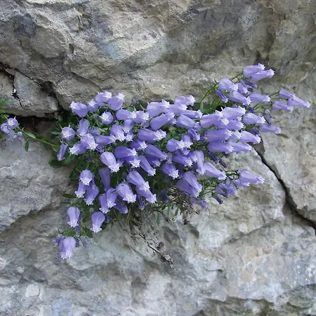 And Cerkovnik Bohinj