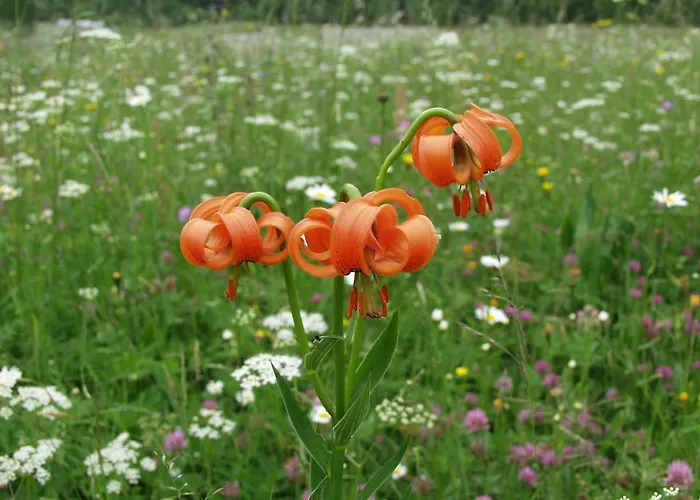 בית הארחה And Cerkovnik