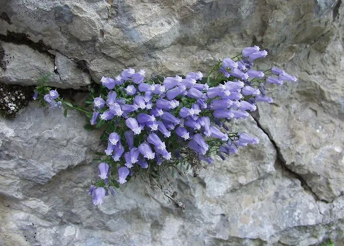 And Cerkovnik בוהין